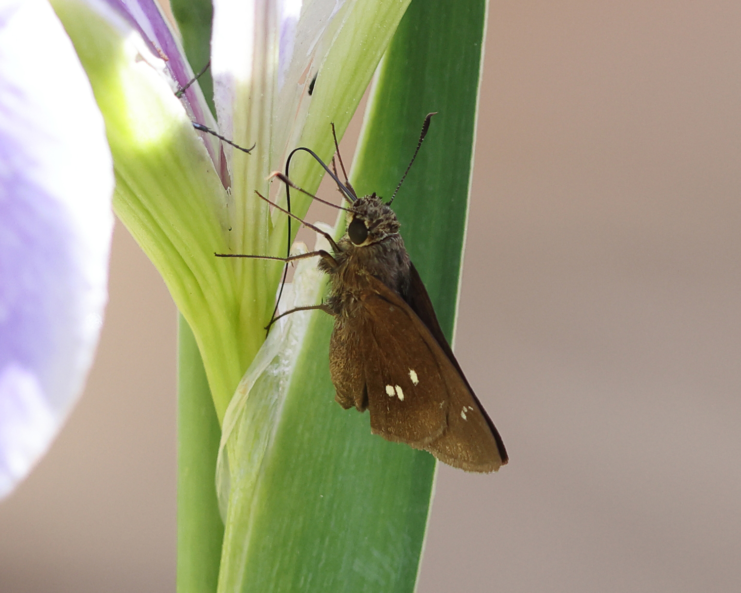 Twin-spot Skipper - Oligoria maculata