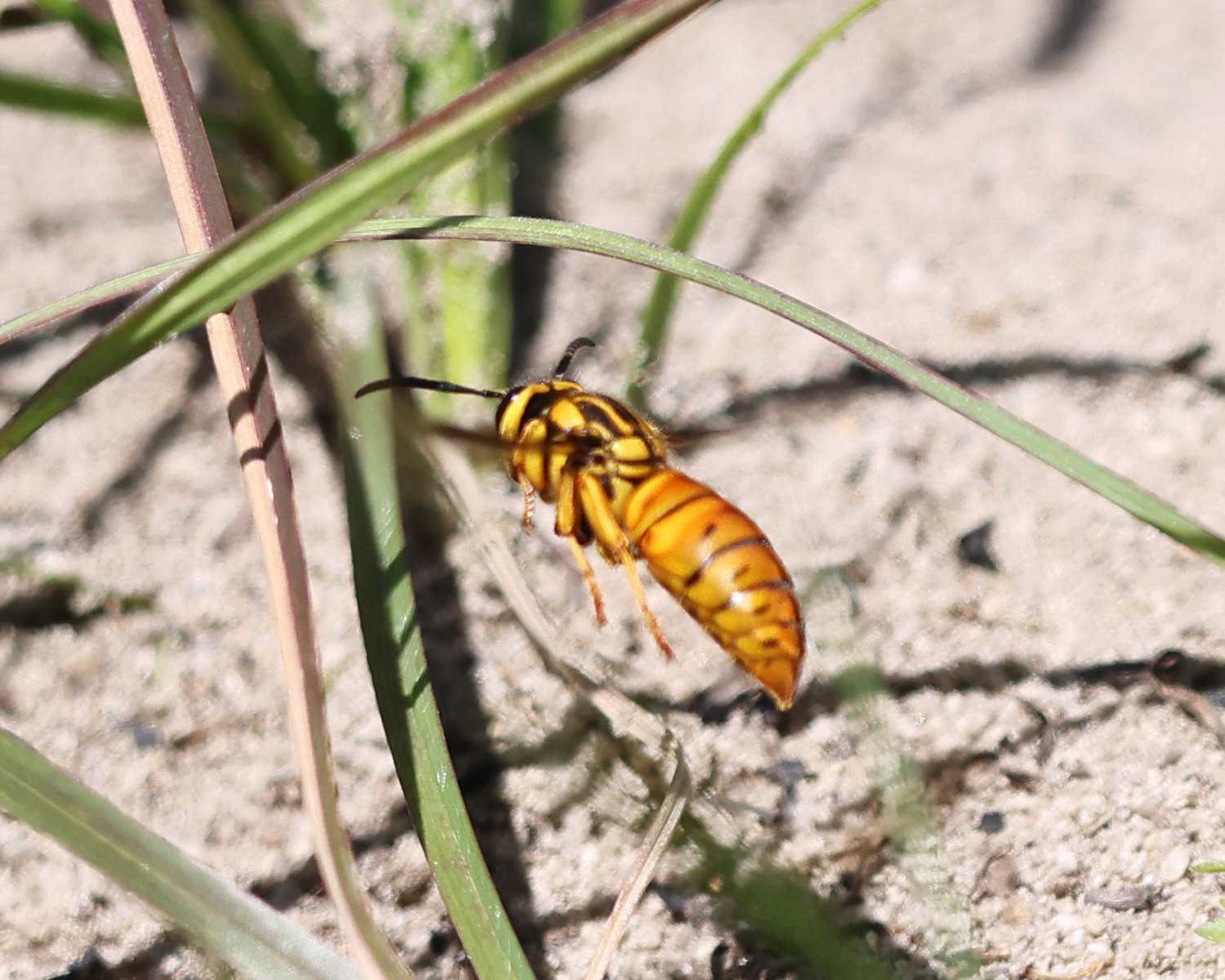 Southern Yellowjacket - Vespula squamosa