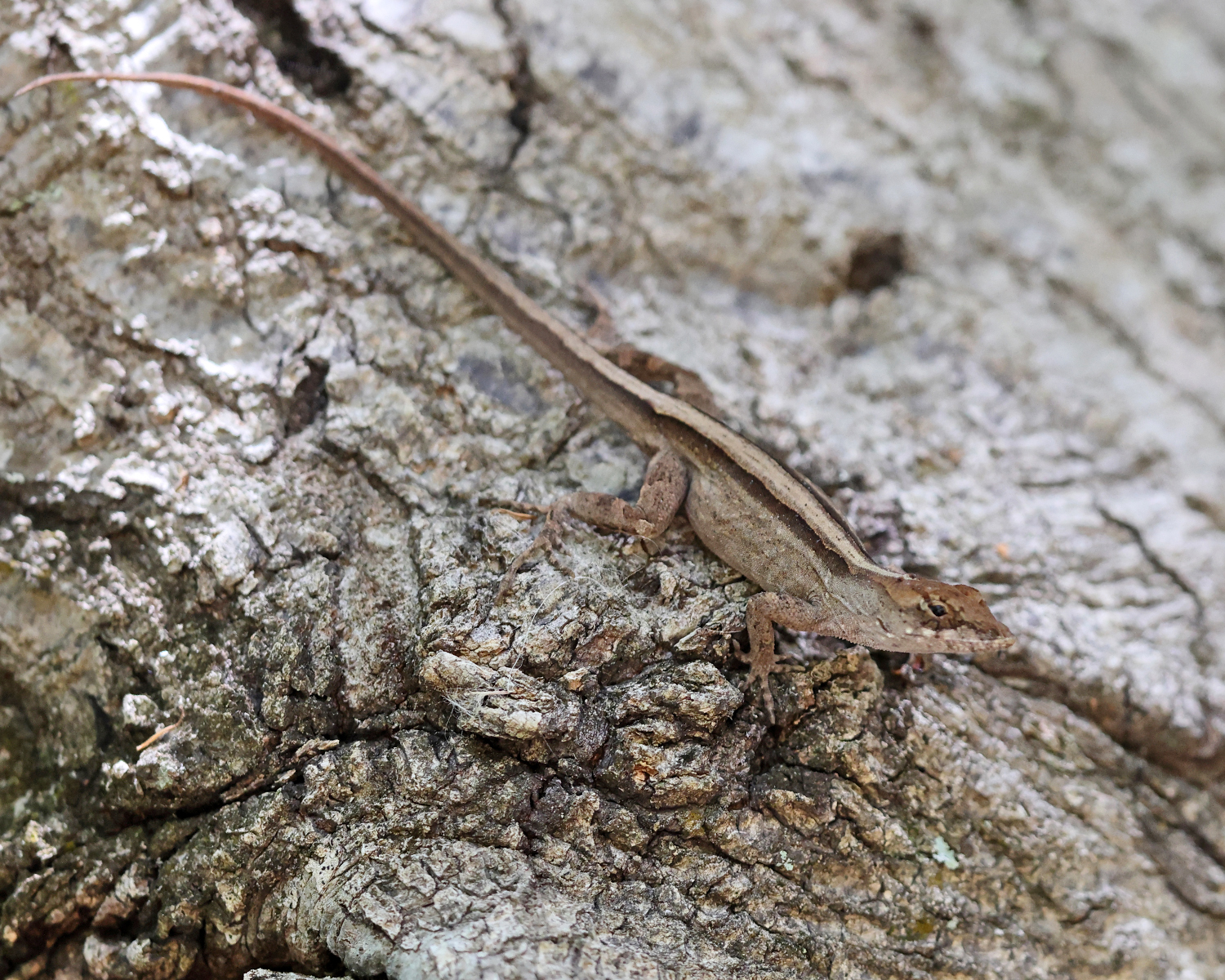 Brown Anole - Anolis sagrei
