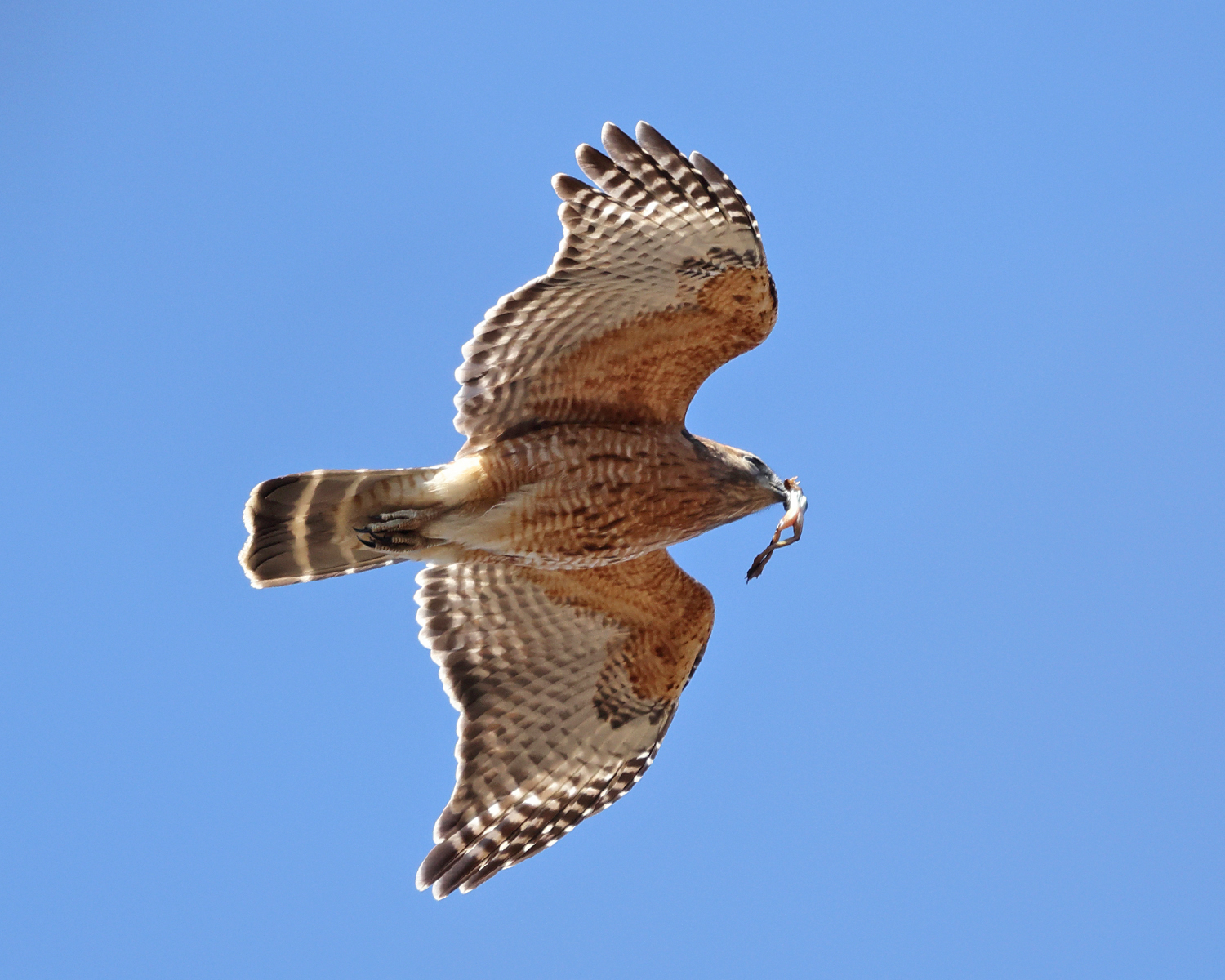 Red-shouldered Hawk - Buteo lineatus 