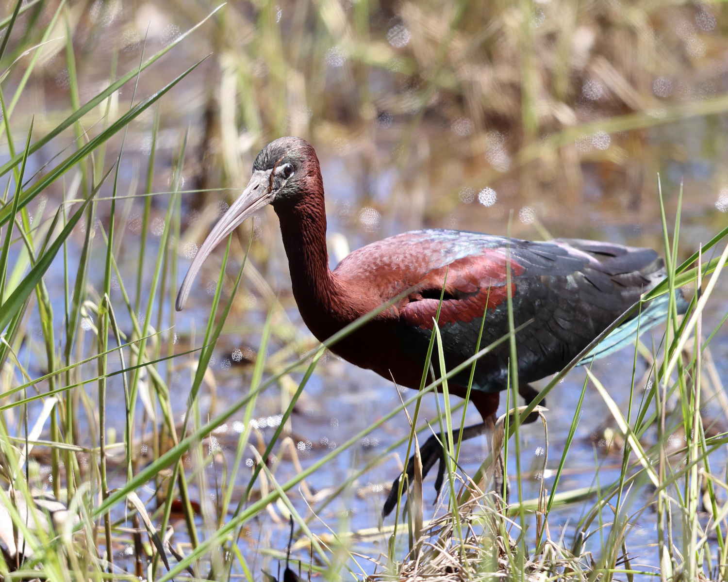 Glossy Ibis - Plegadis falcinellus