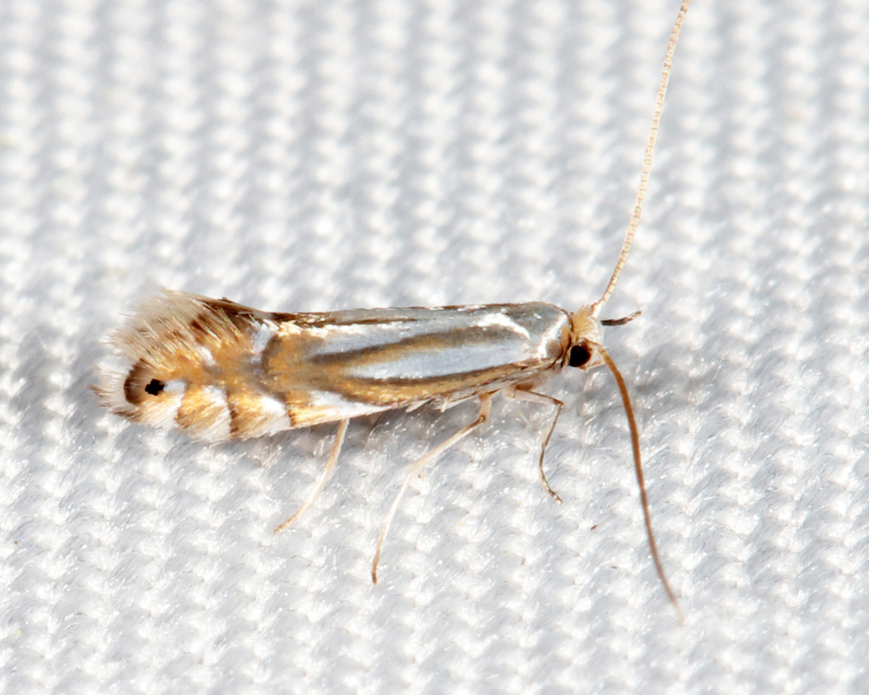 0727 - Phyllonorycter albanotella