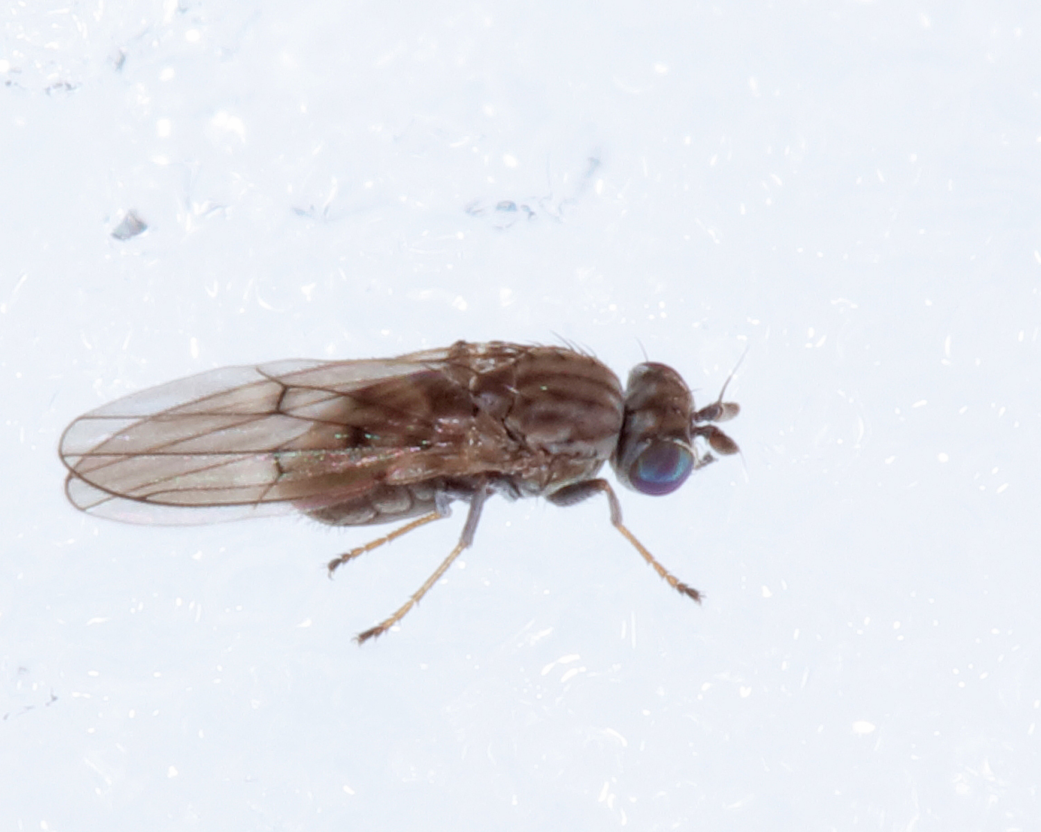 Philygria debilis
