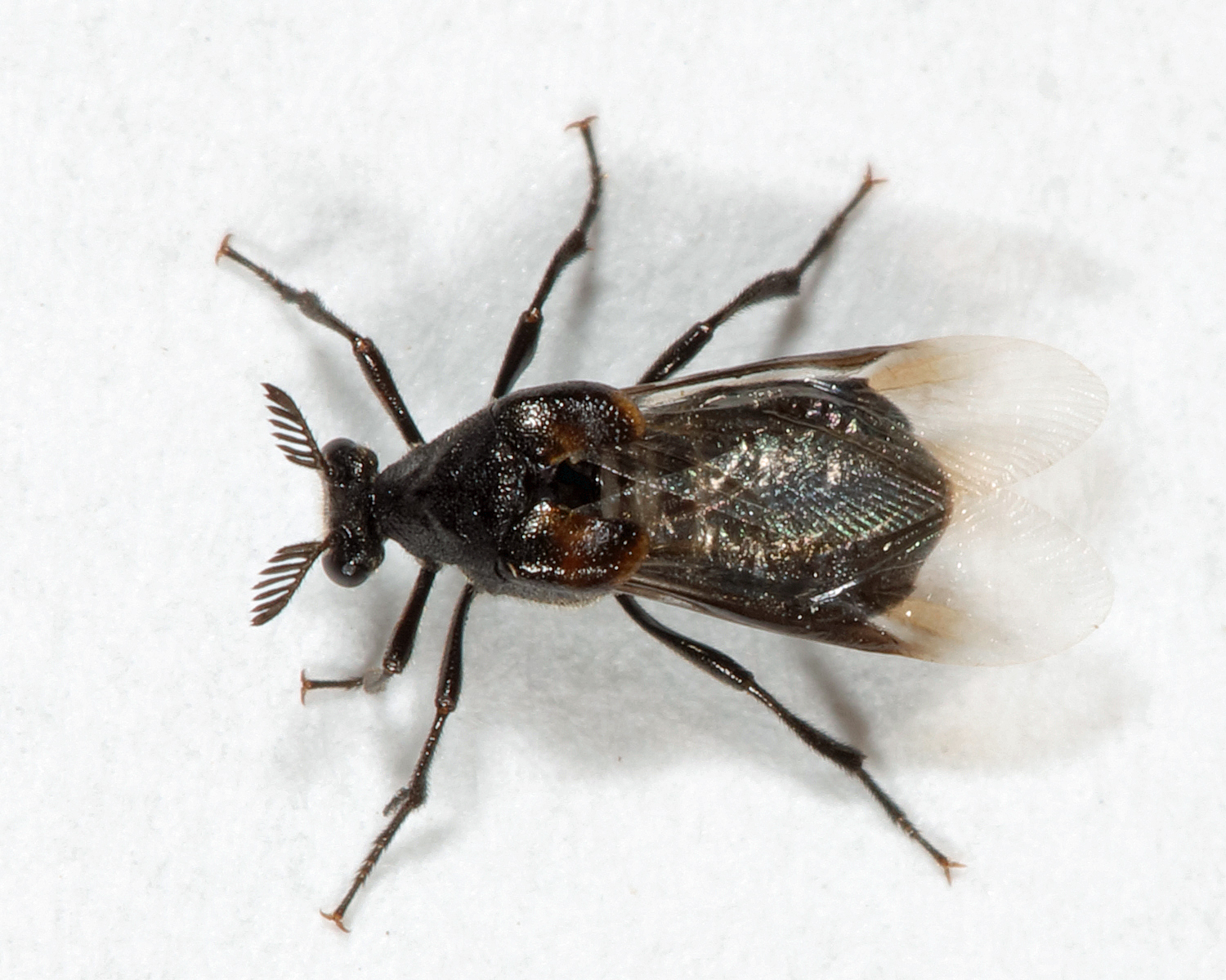 Ripiphorus fasciatus