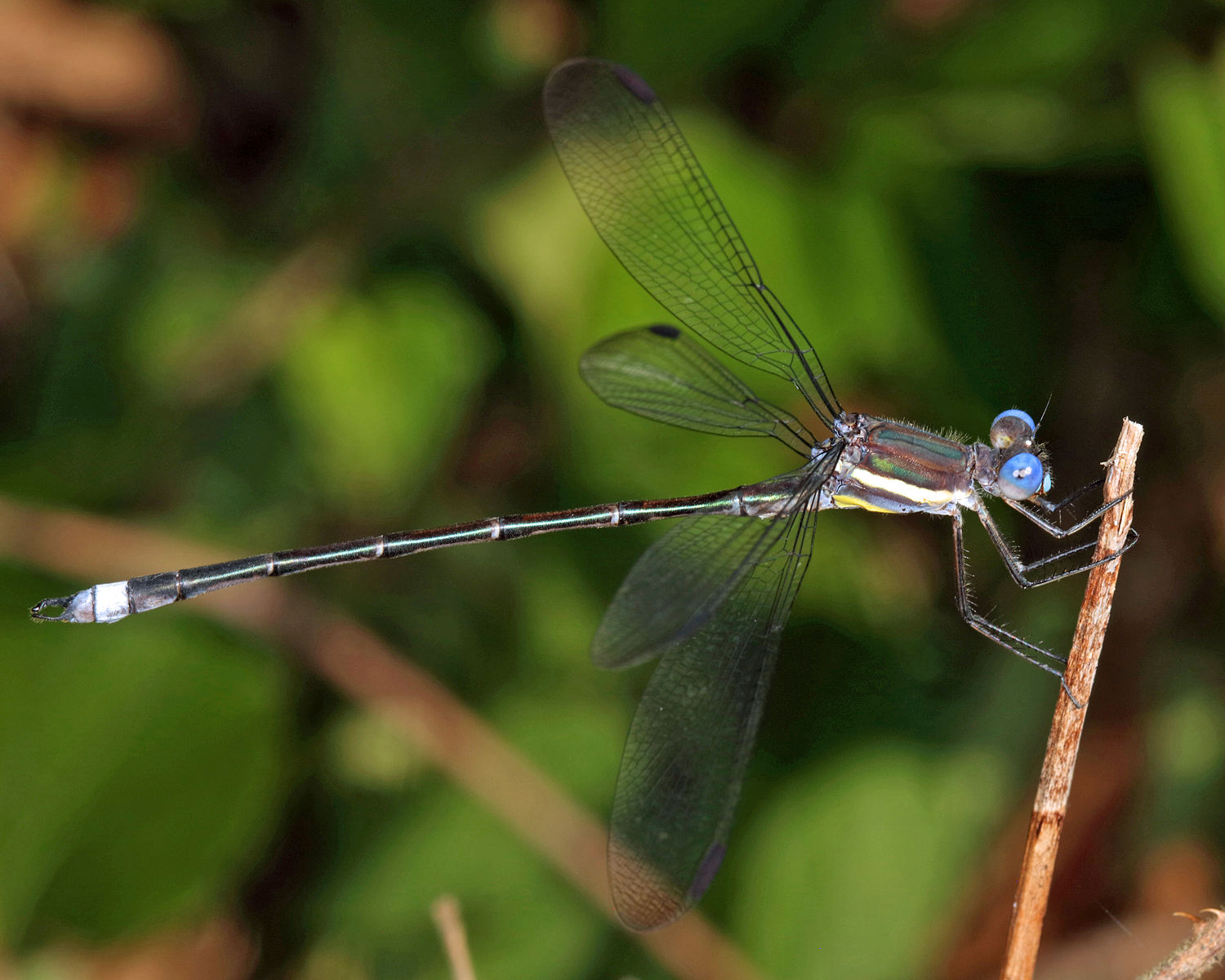  Great Spreadwing - Archilestes grandis
