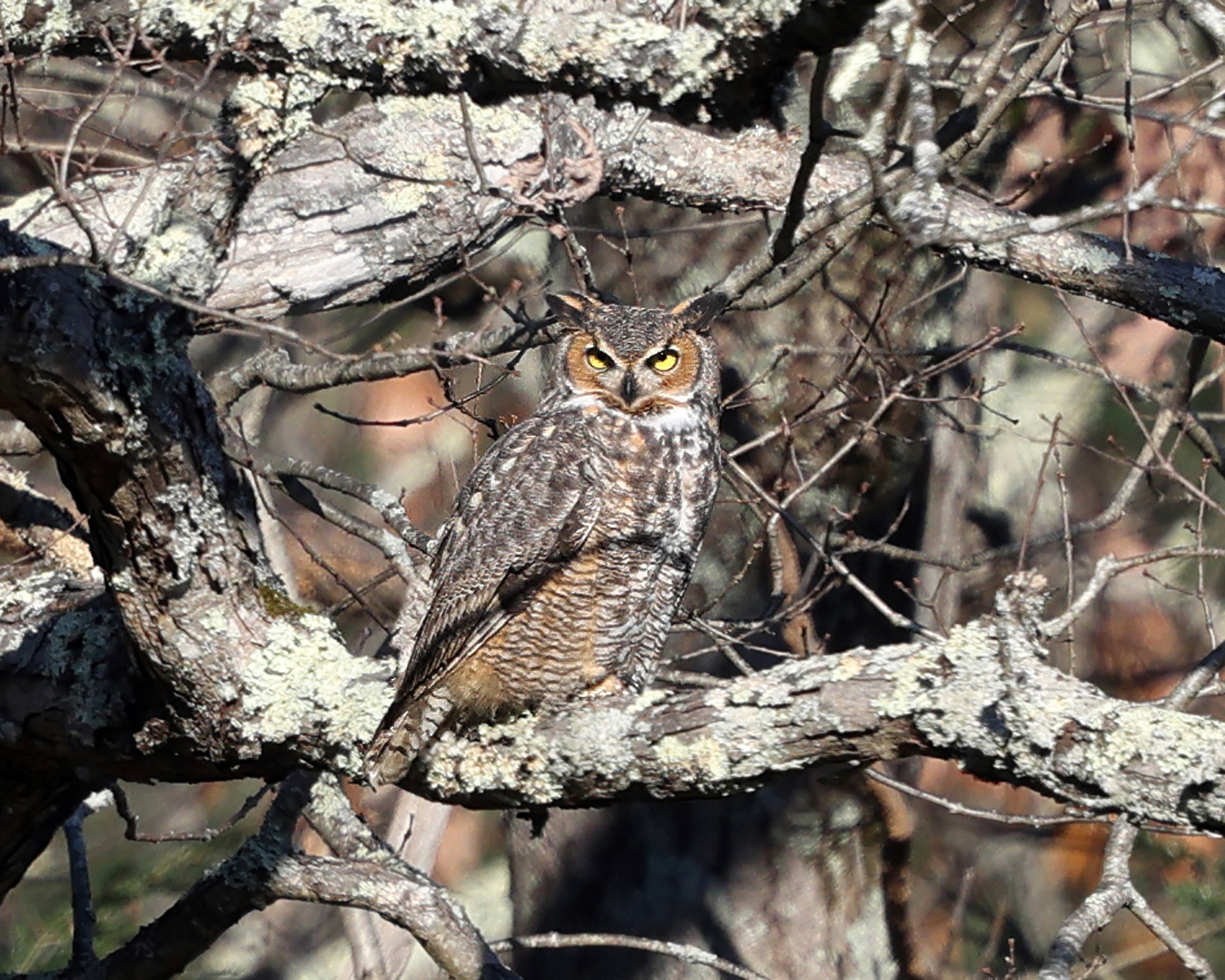 Great Horned Owl - Bubo virginianus