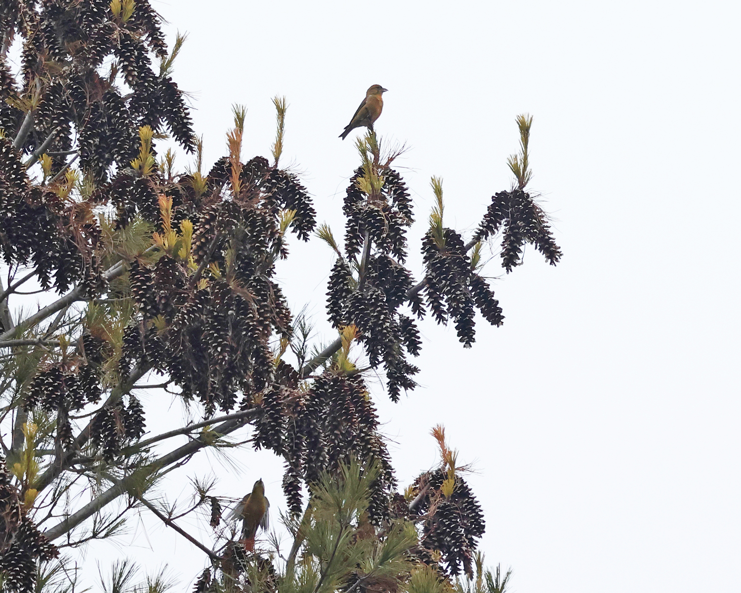 Red Crossbills - Loxia curvirostra