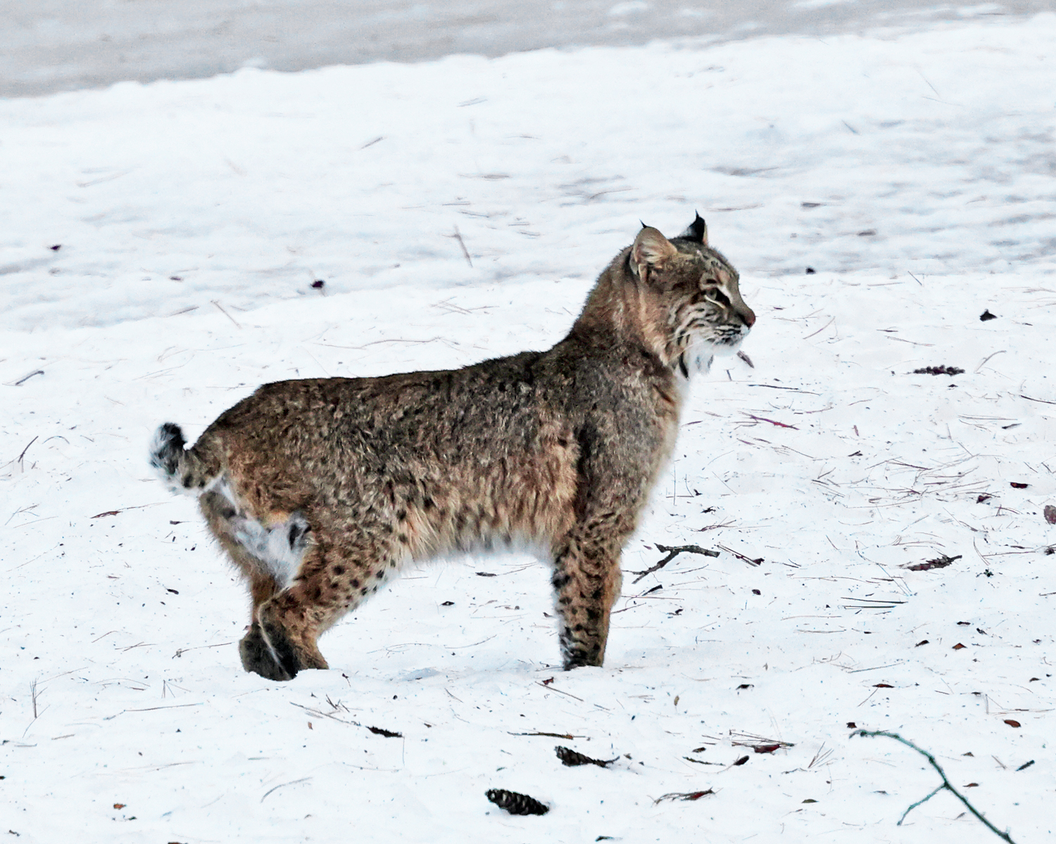  Bobcat - Lynx rufus