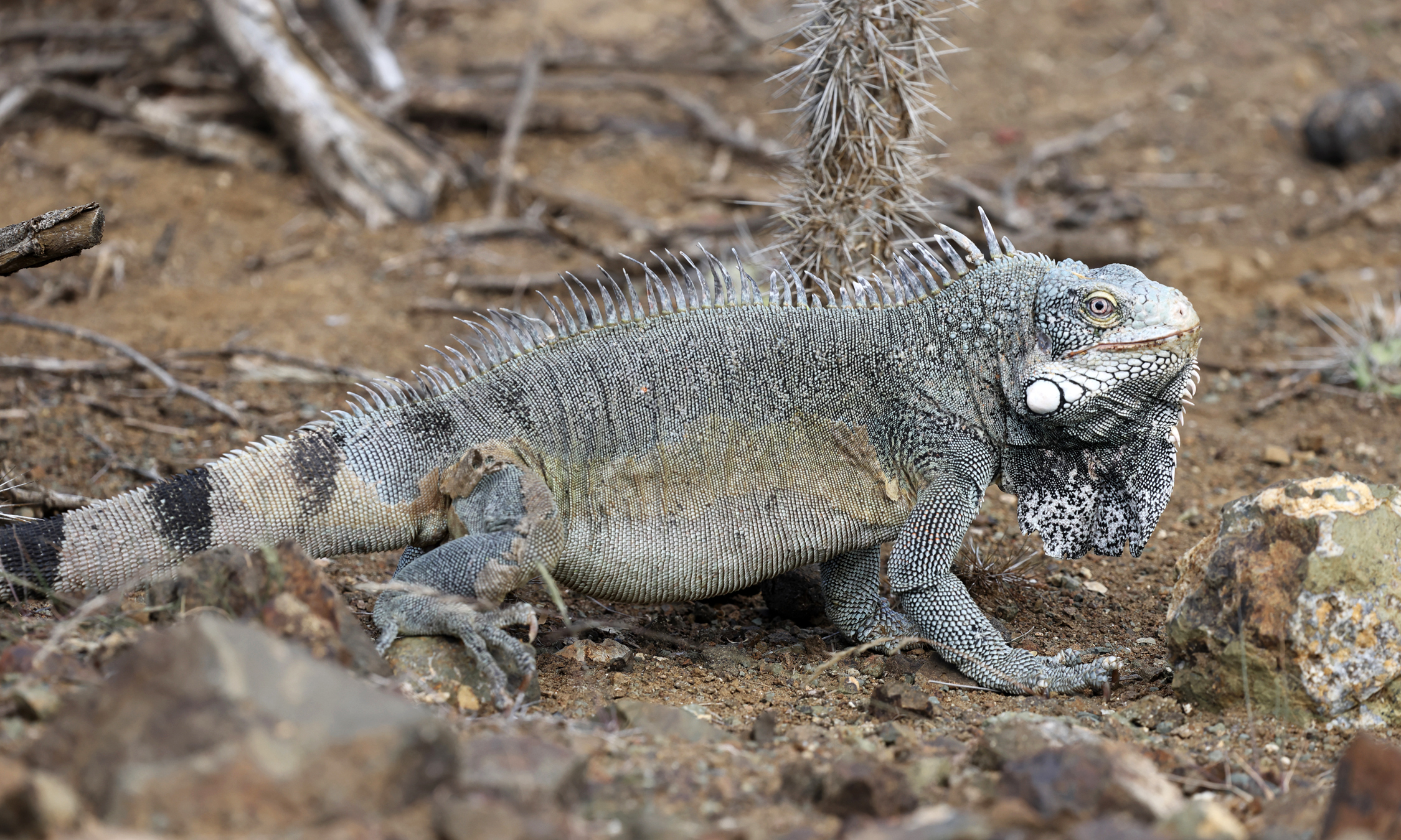 Green Iguana - Iguana iguana