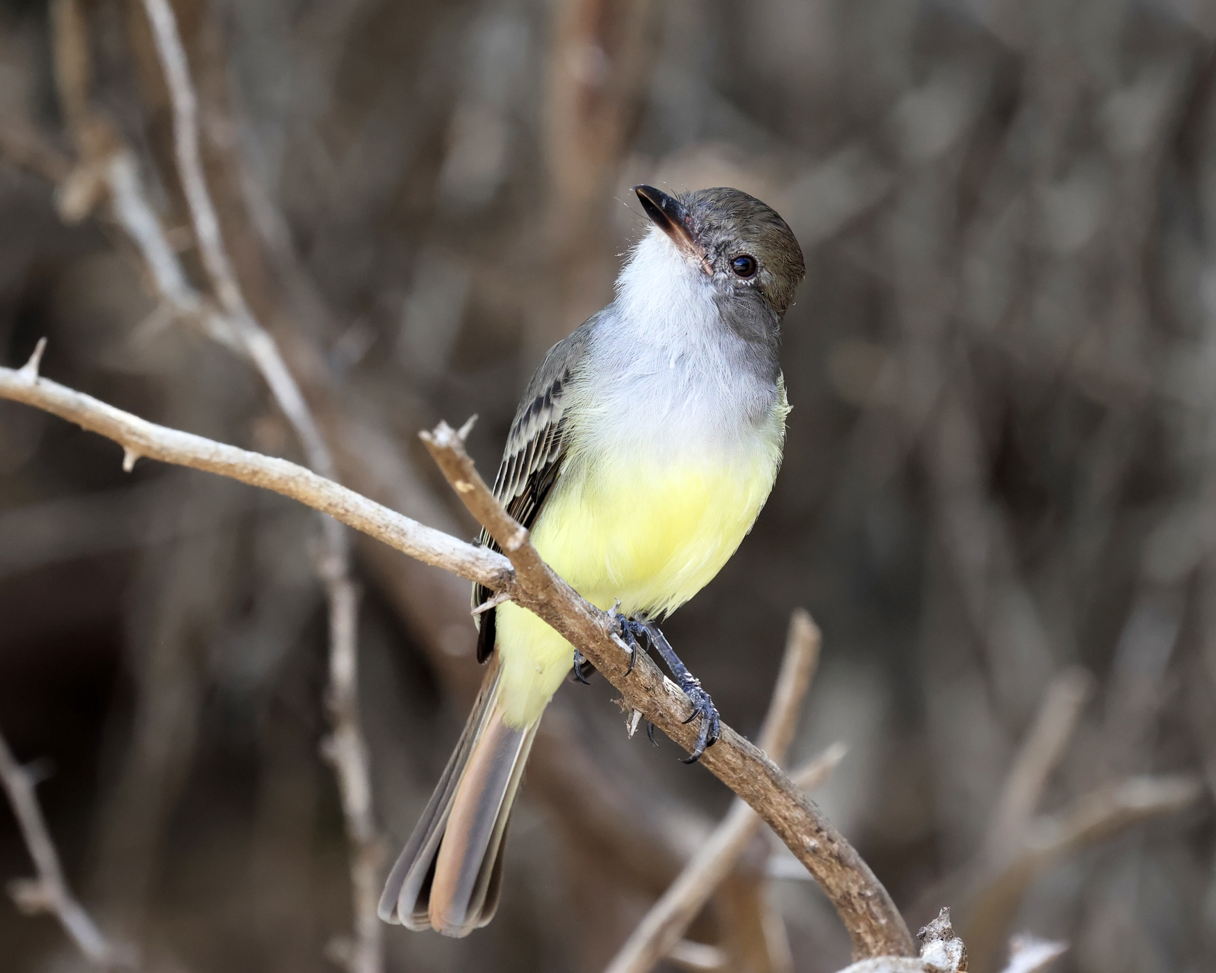 Brown-crested Flycatcher - Myiarchus tyrannulus