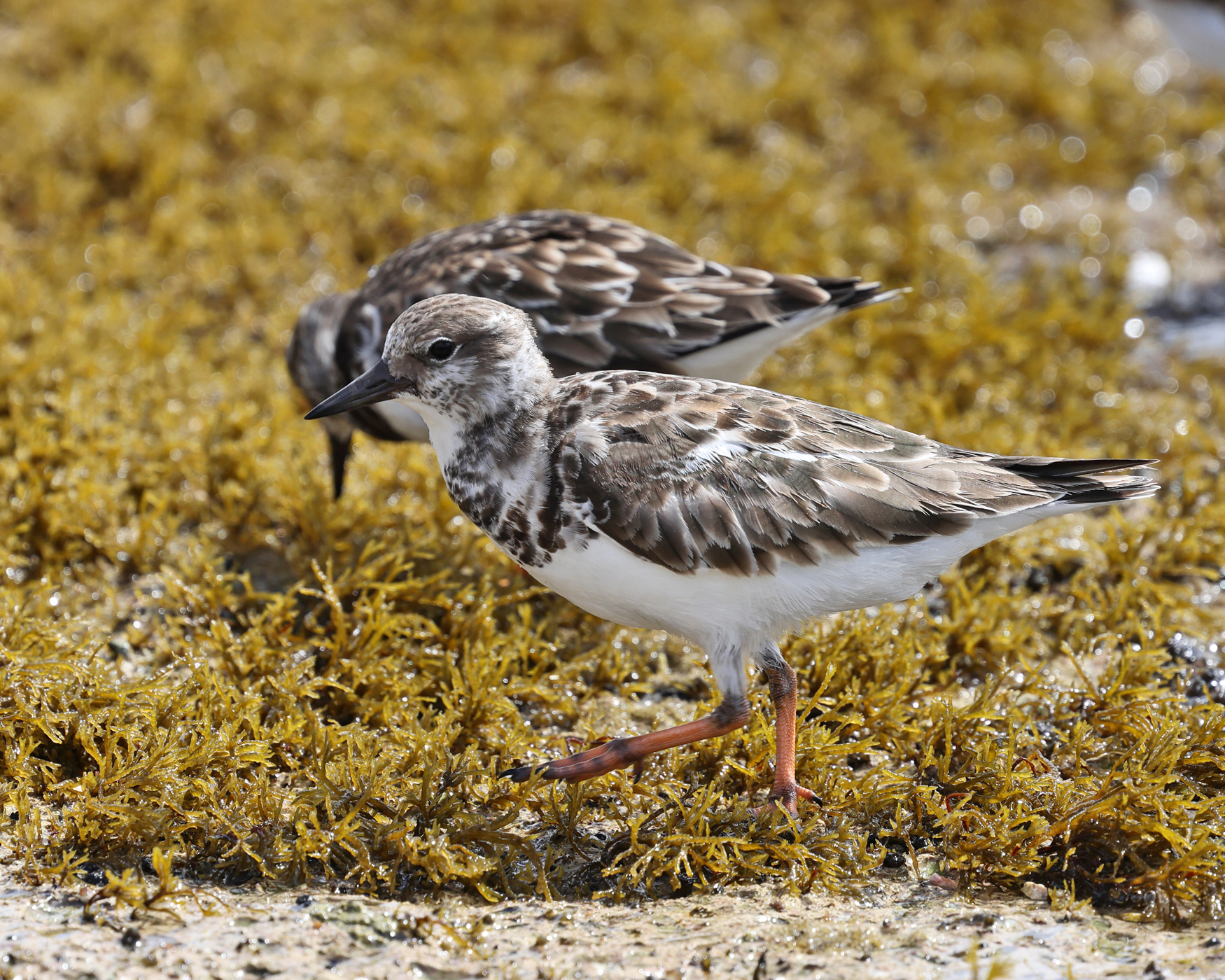  Ruddy Turnstone - Arenaria interpres