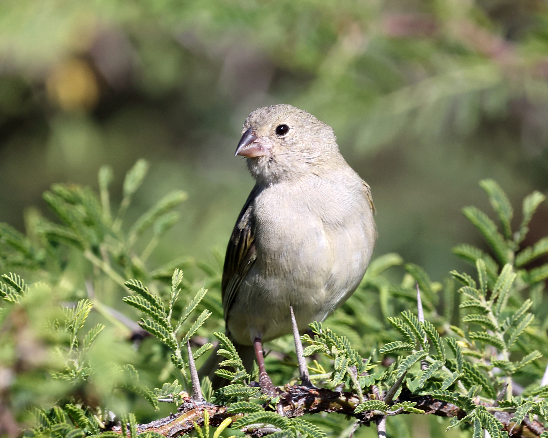 Black-faced Grassquit - Melanospiza bicolor (female)