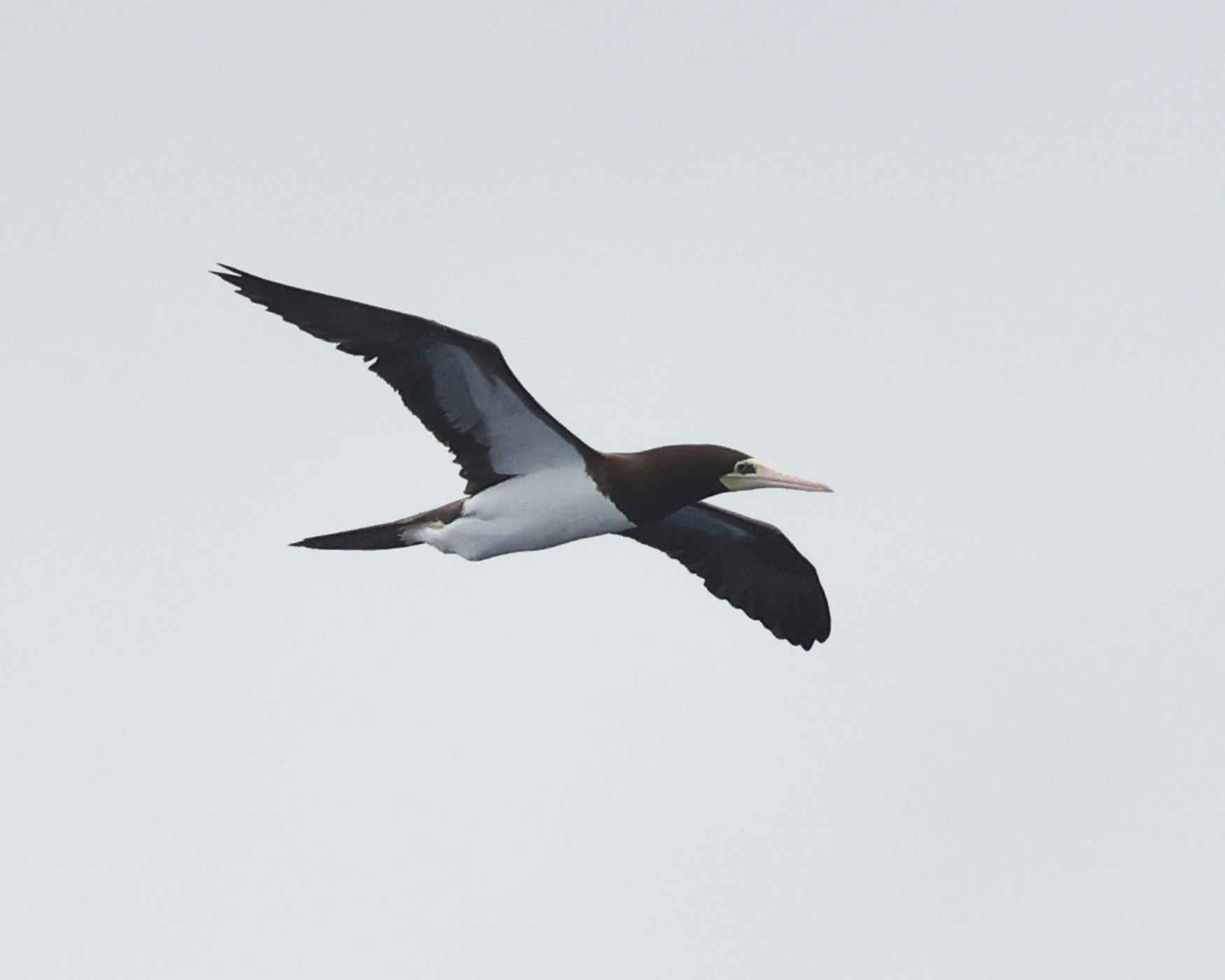  Brown Booby - Sula leucogaster