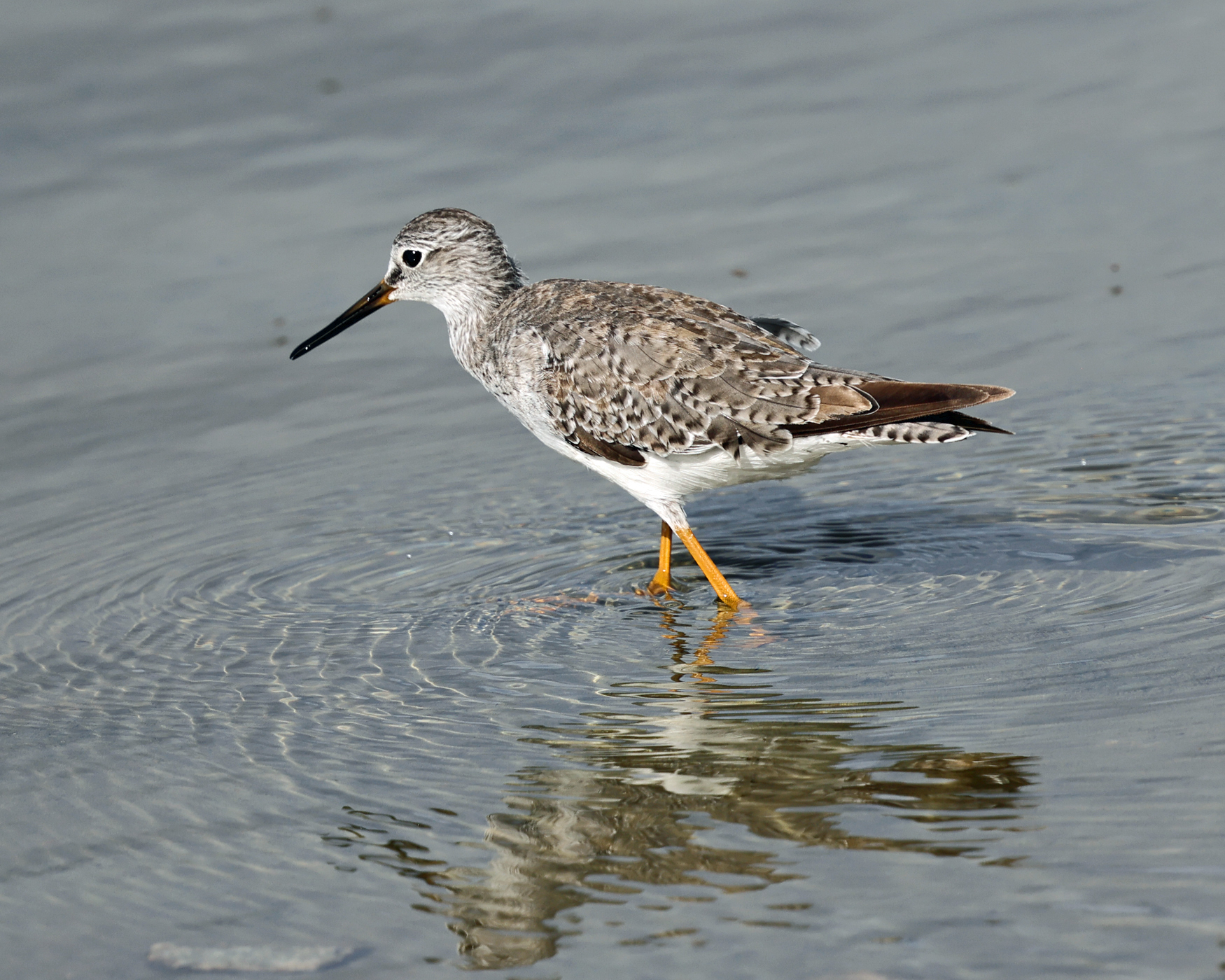 Lesser Yellowlegs - Tringa flavipes