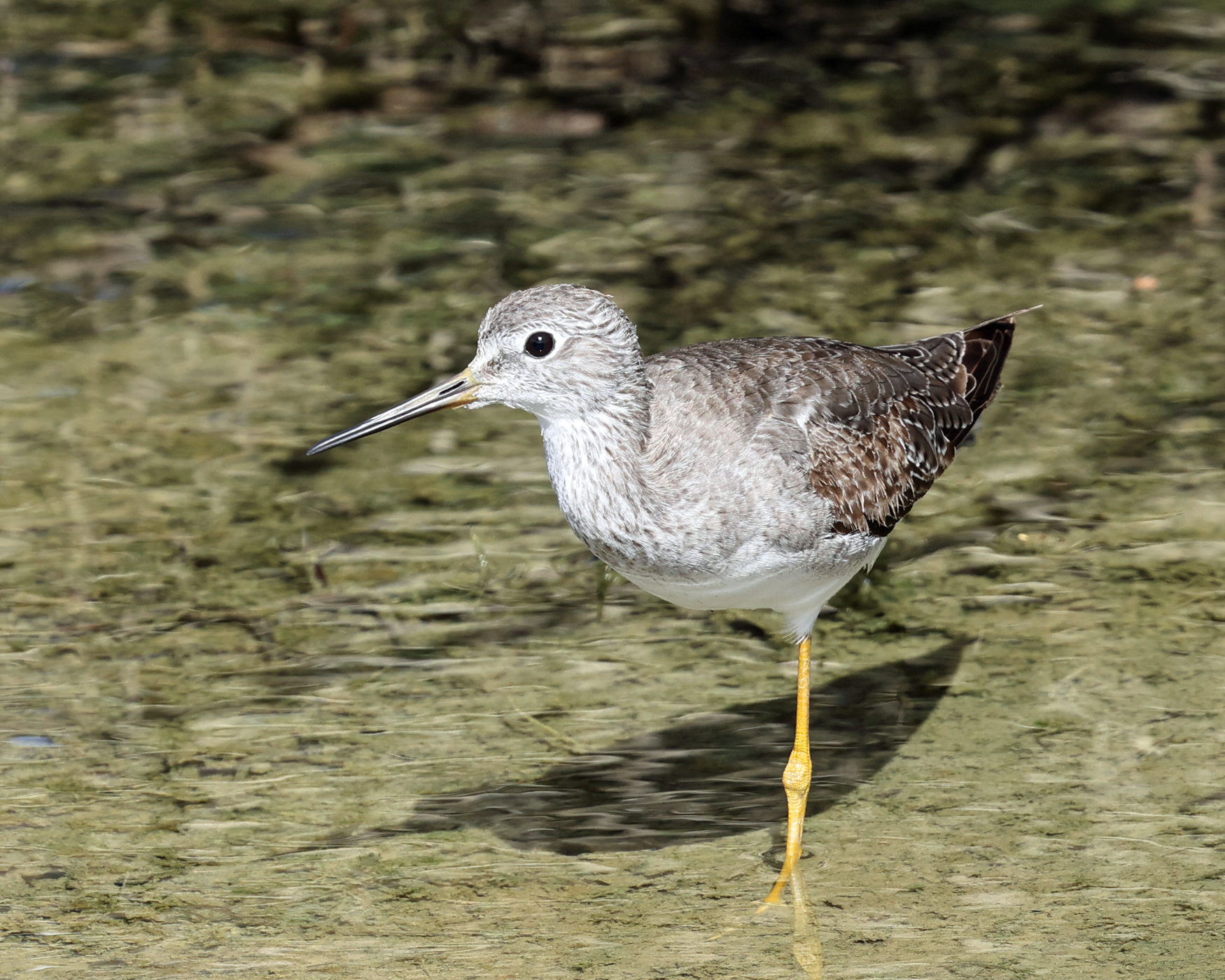  Lesser Yellowlegs - Tringa flavipes