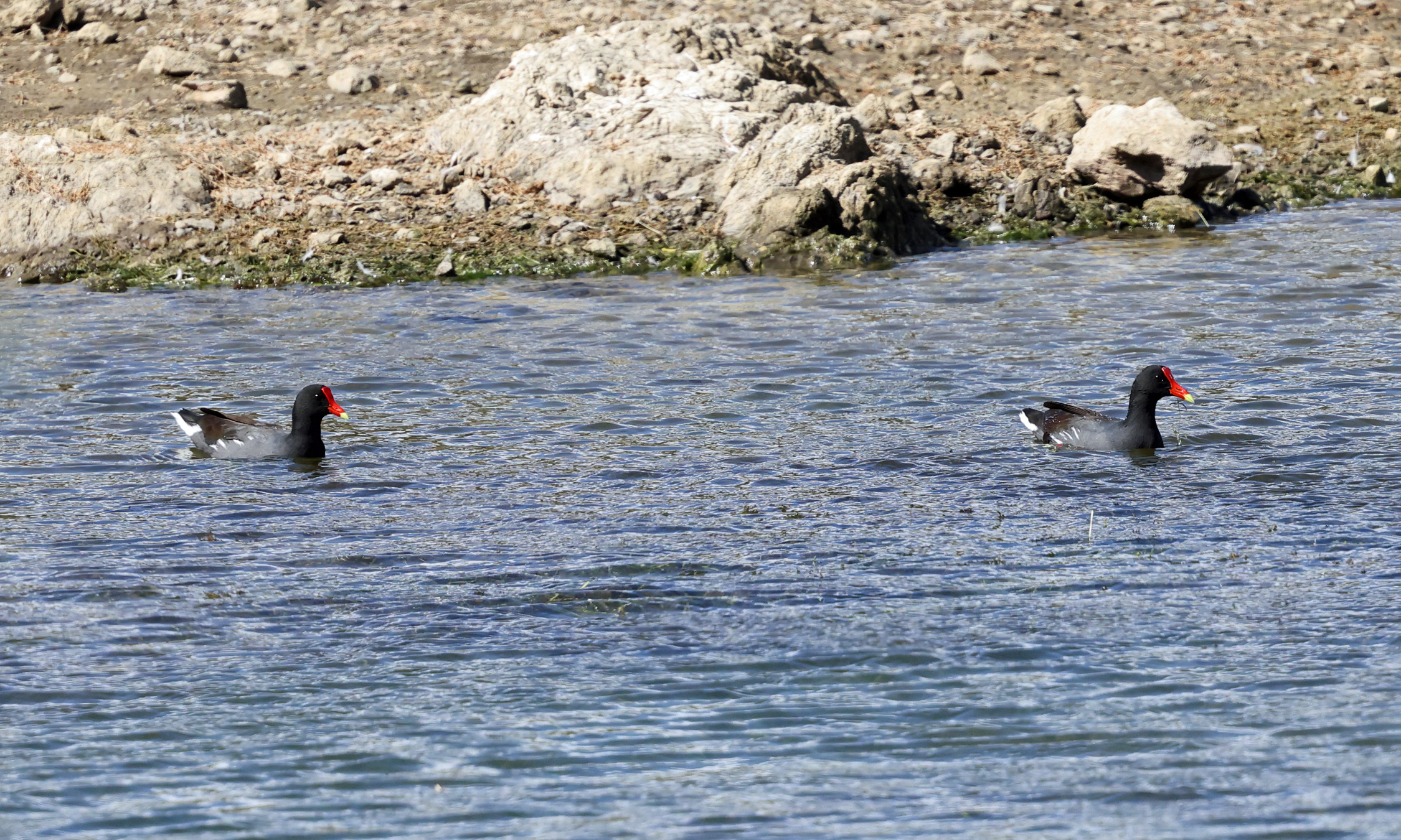  Common Gallinules - Gallinula galeata