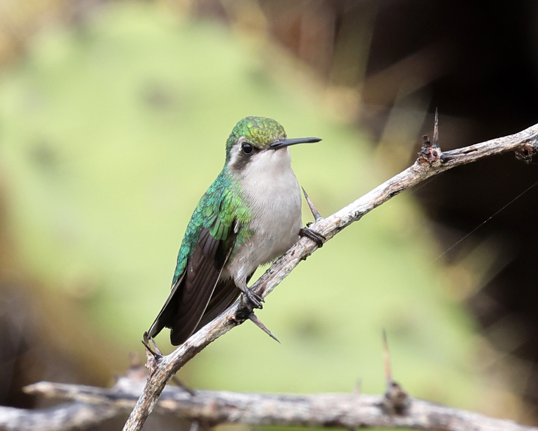  Blue-tailed Emerald - Chlorostilbon mellisugus