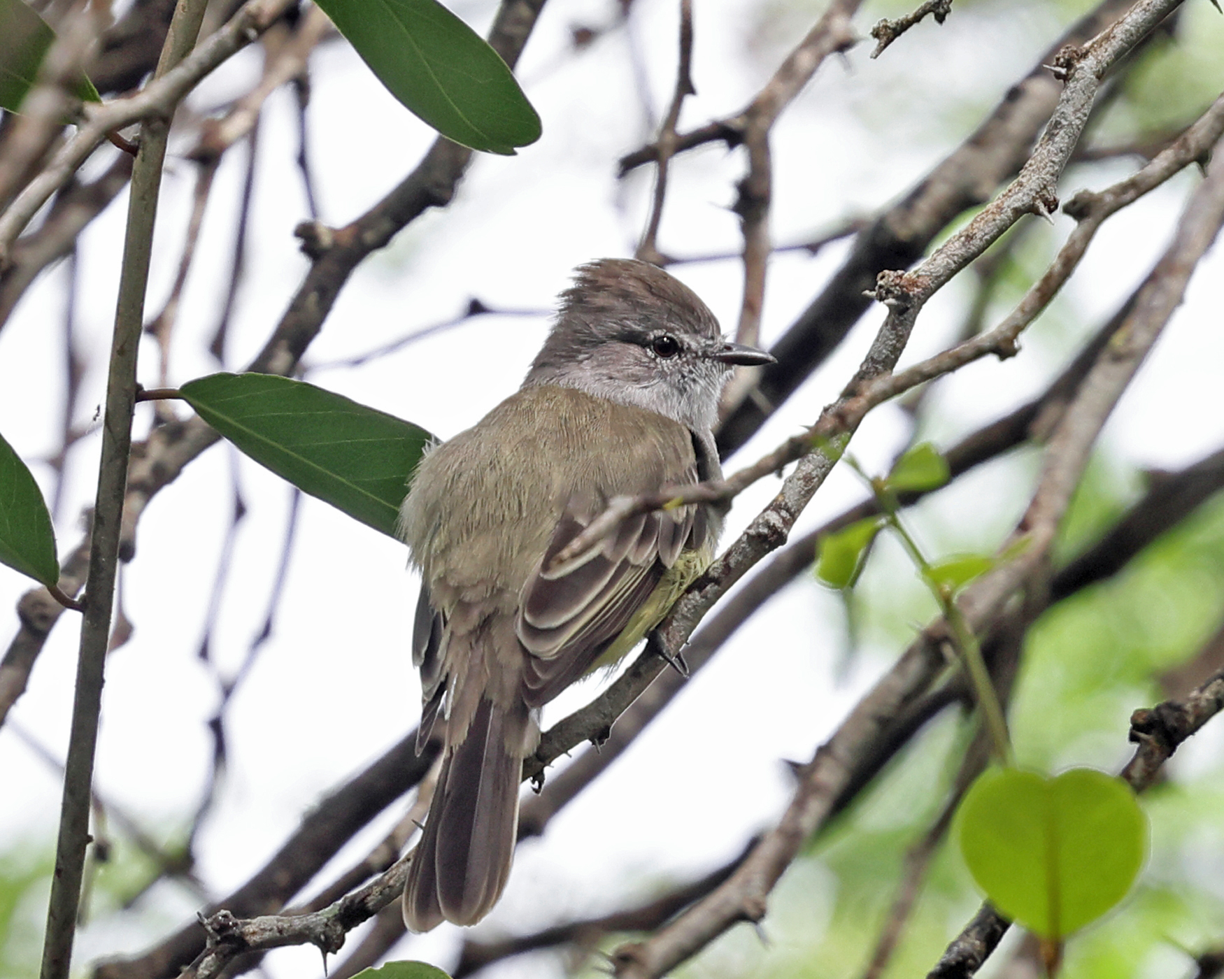 Northern Scrub-Flycatcher - Sublegatus arenarum