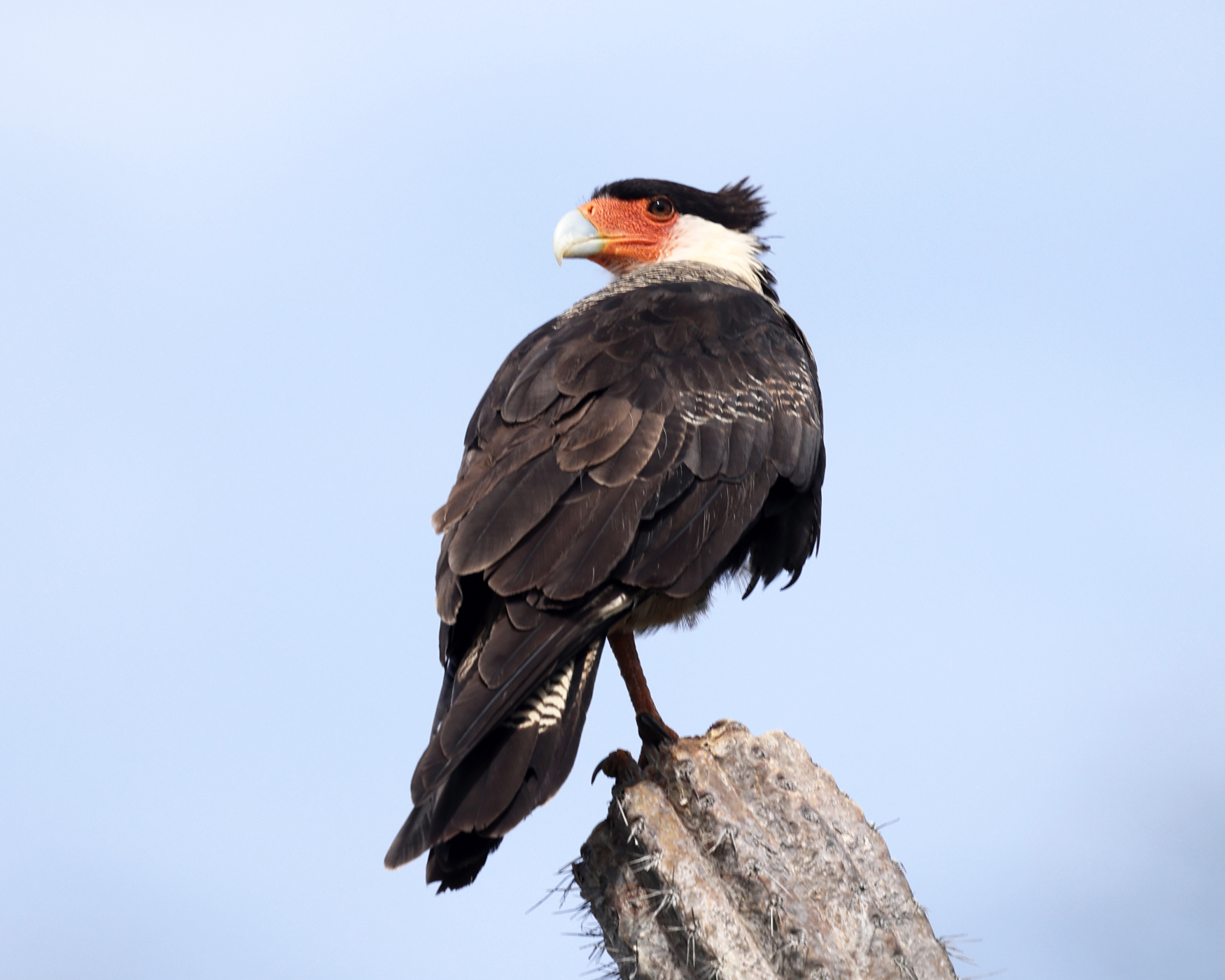  Crested Caracara - Caracara plancus