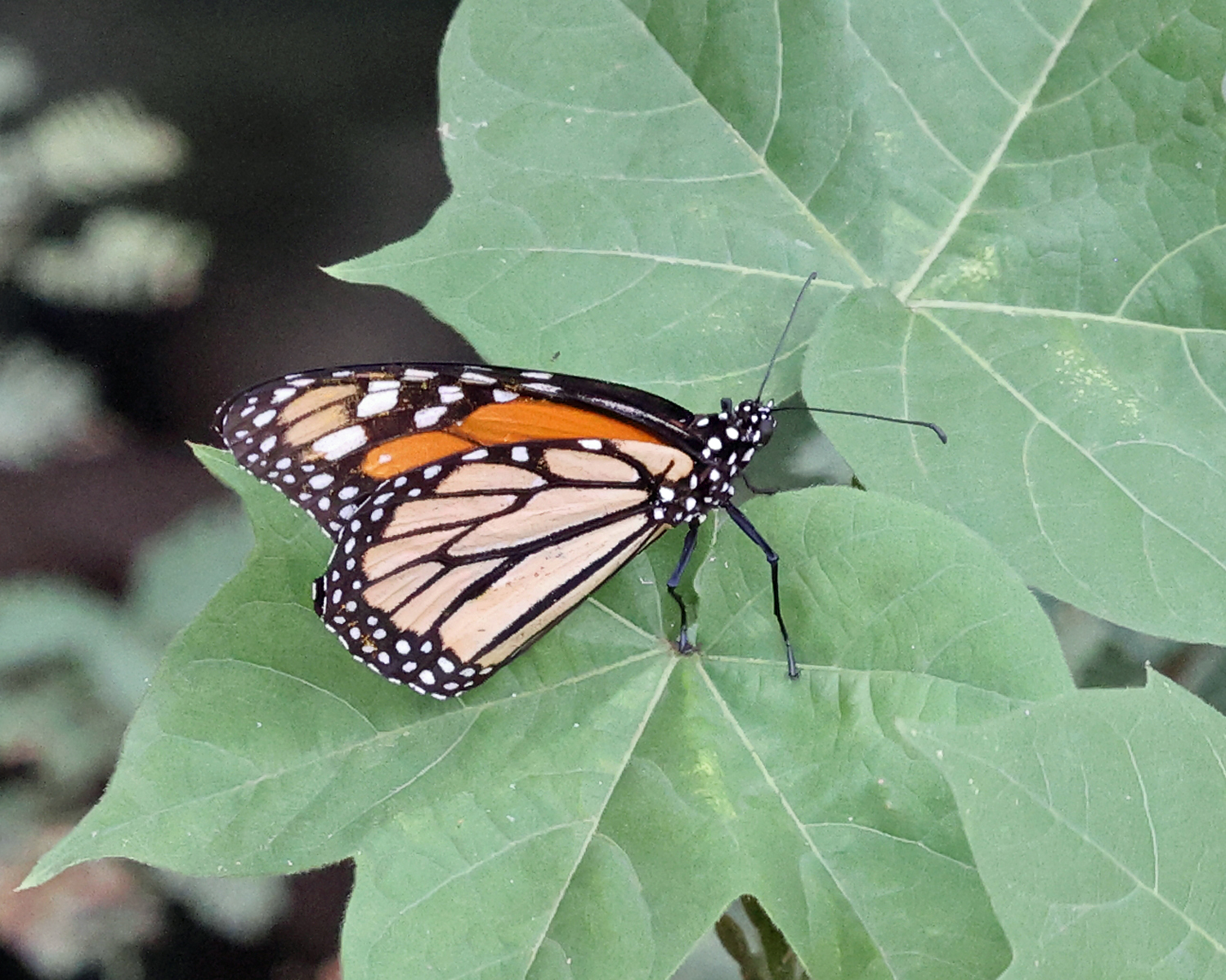 Monarch - Danaus plexippus