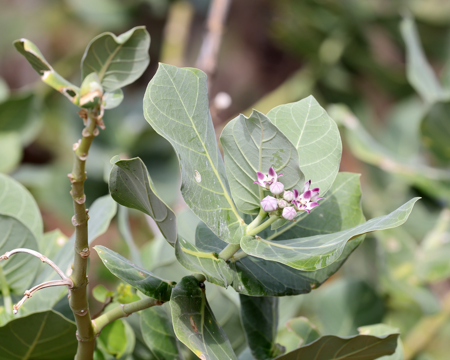 Giant Milkweed - Calotropis procera