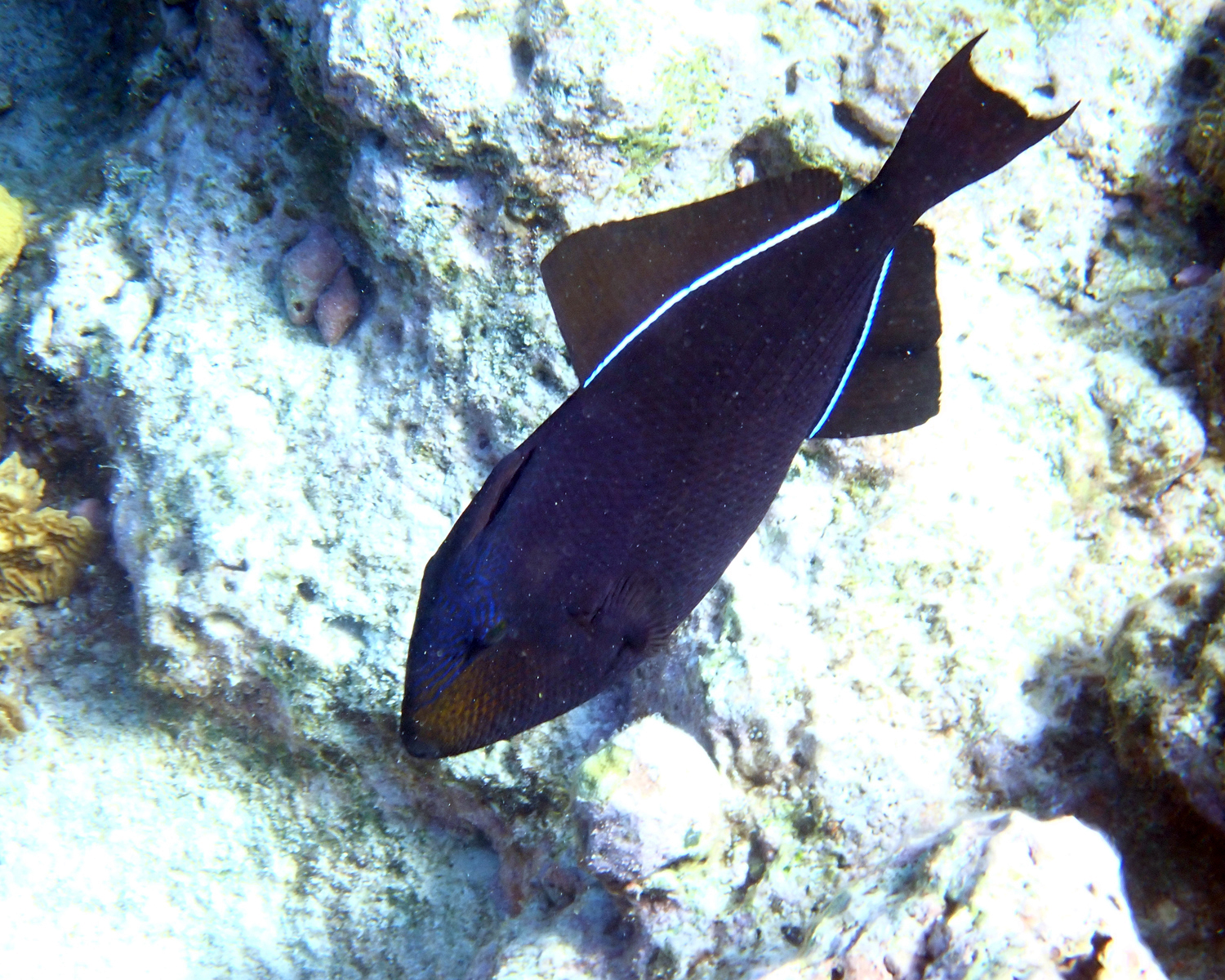 Black Triggerfish - Melichthys niger