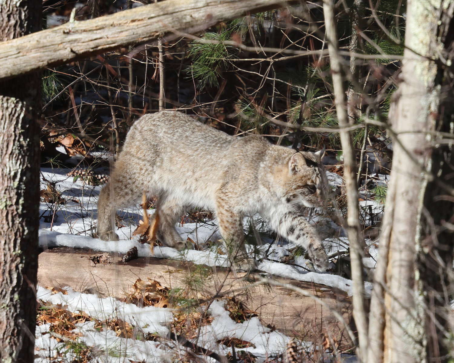 Bobcat - Lynx rufus
