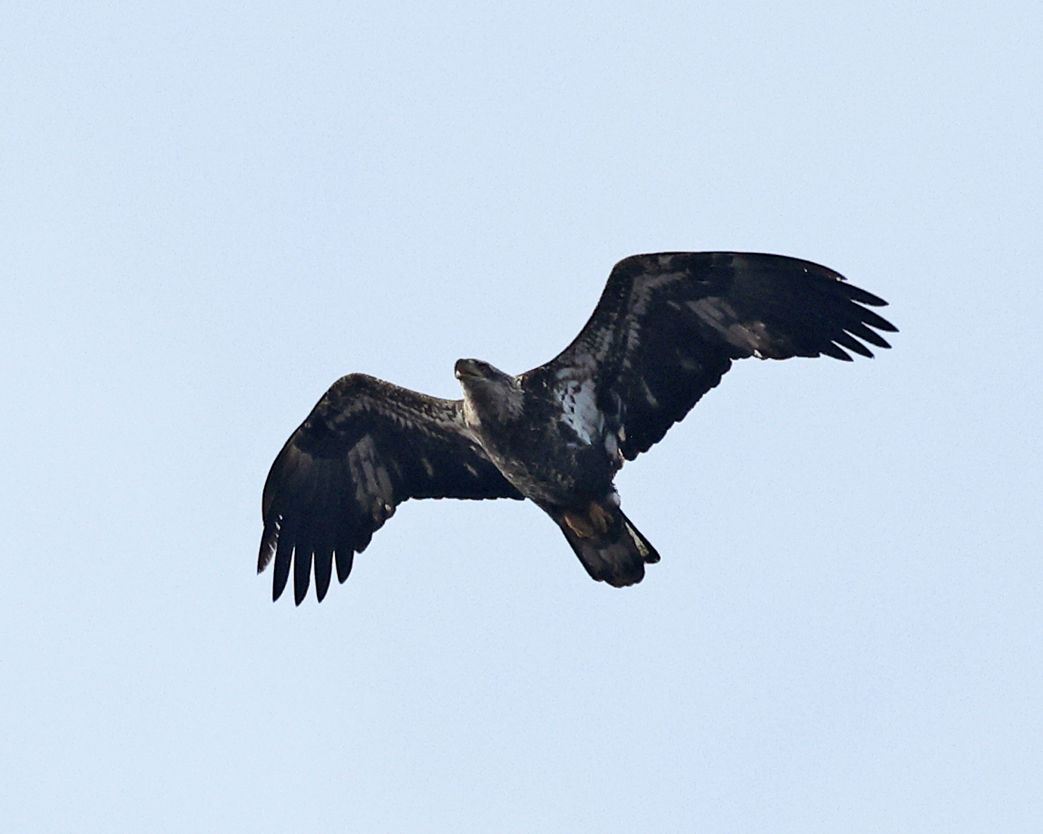 Bald Eagle - Haliaeetus leucocephalus