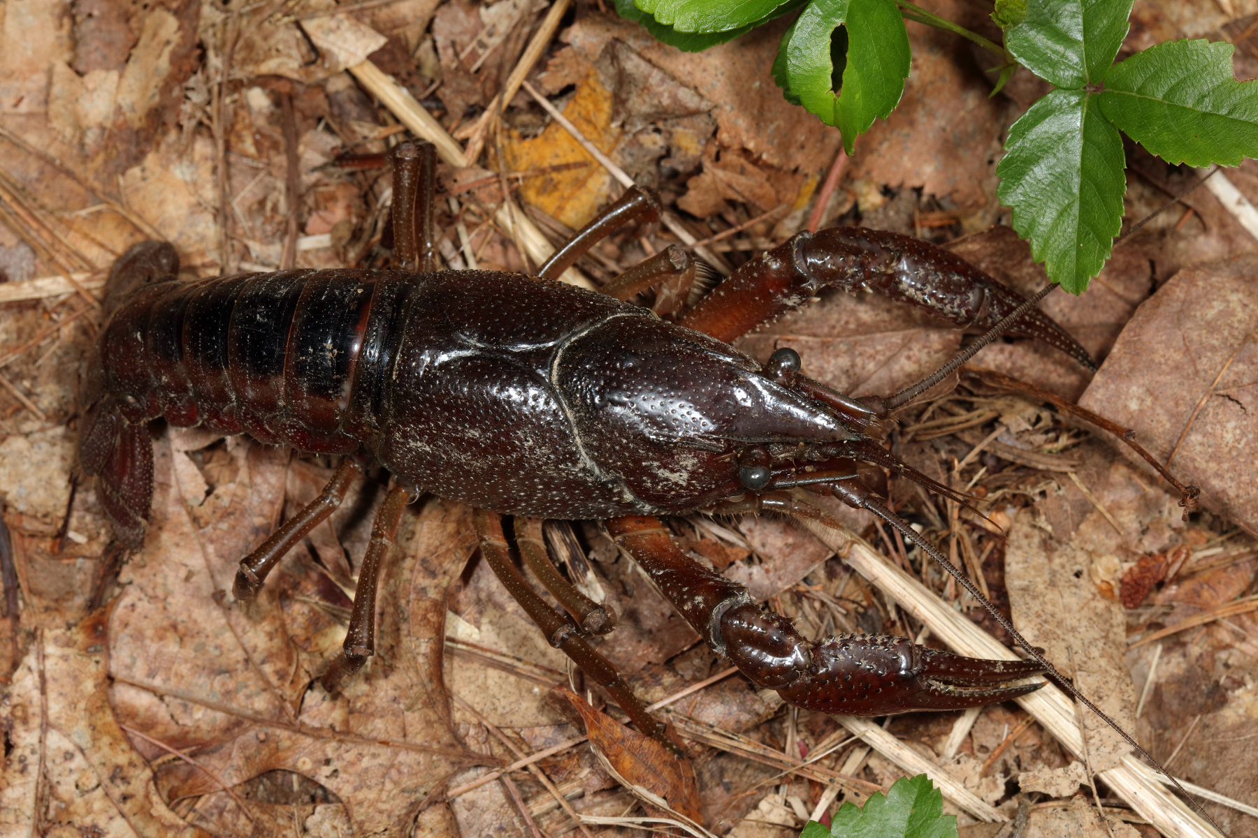 Procambarus sp.