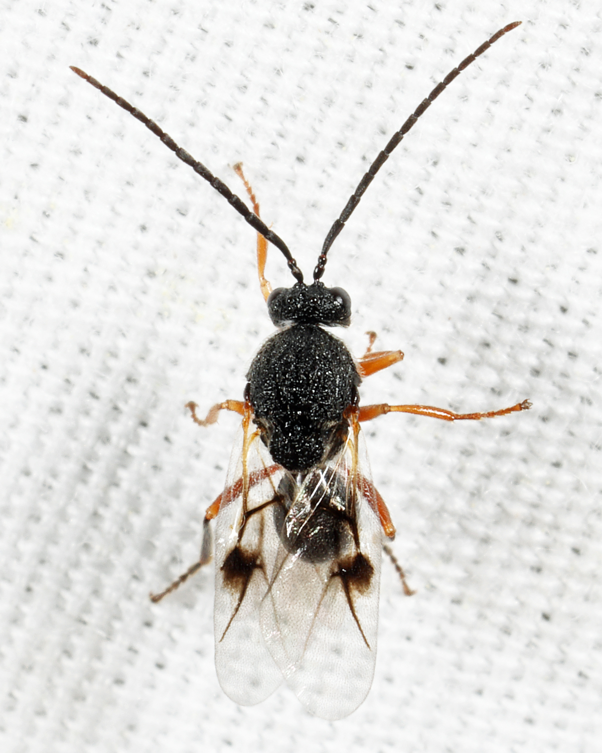 Amphibolips sp.