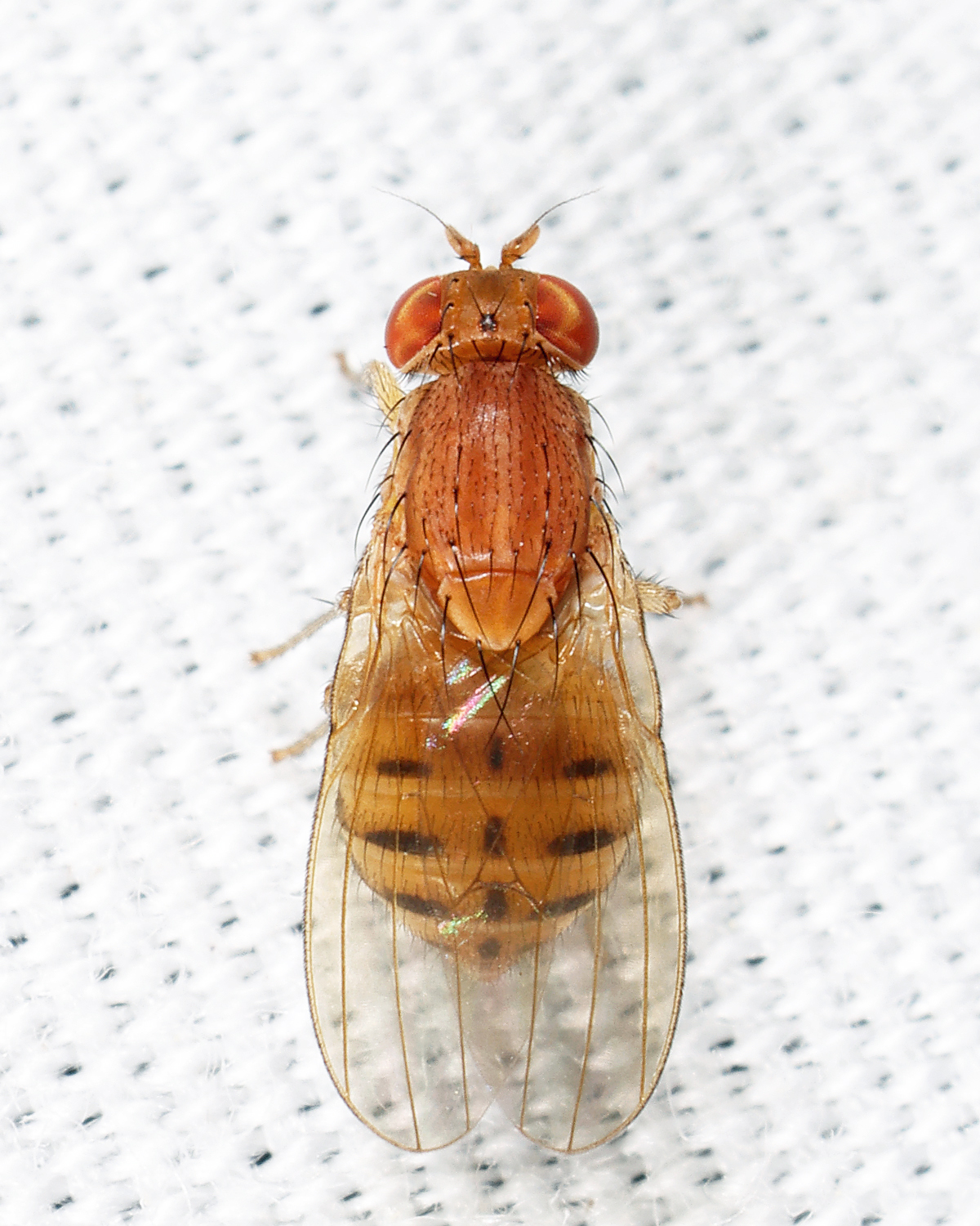 Poecilominettia valida group