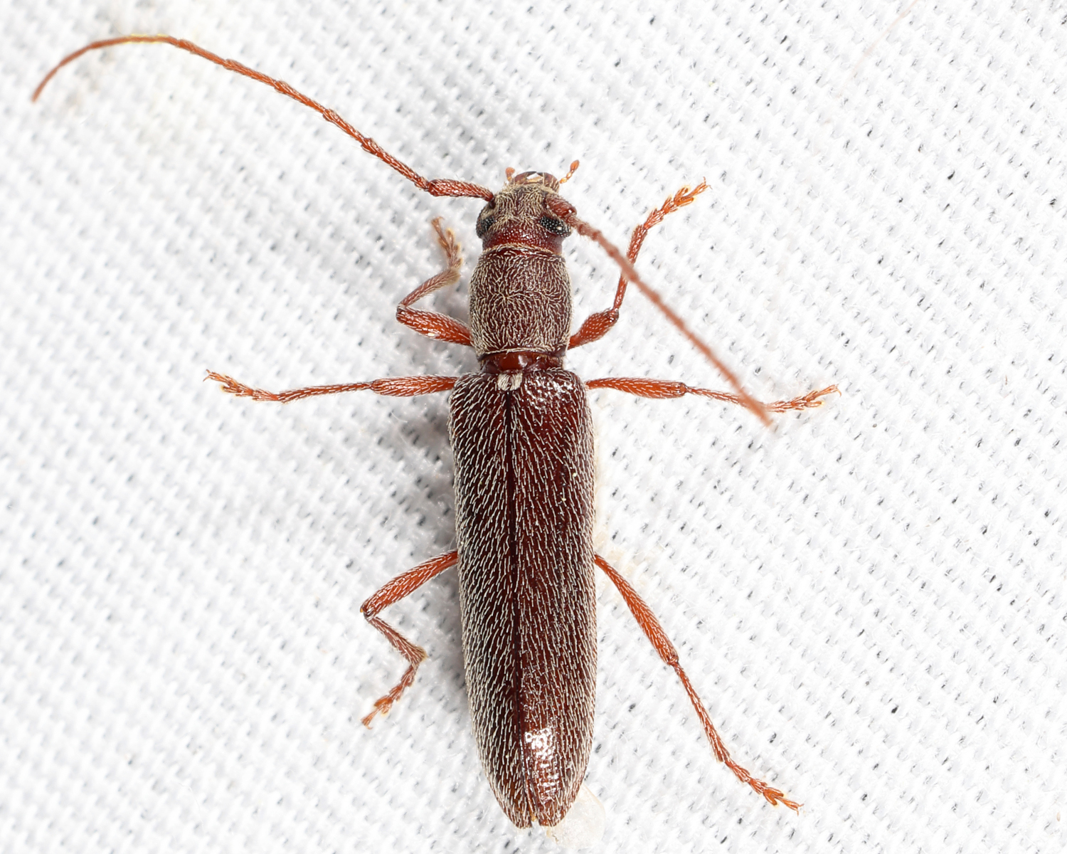 Micranoplium unicolor
