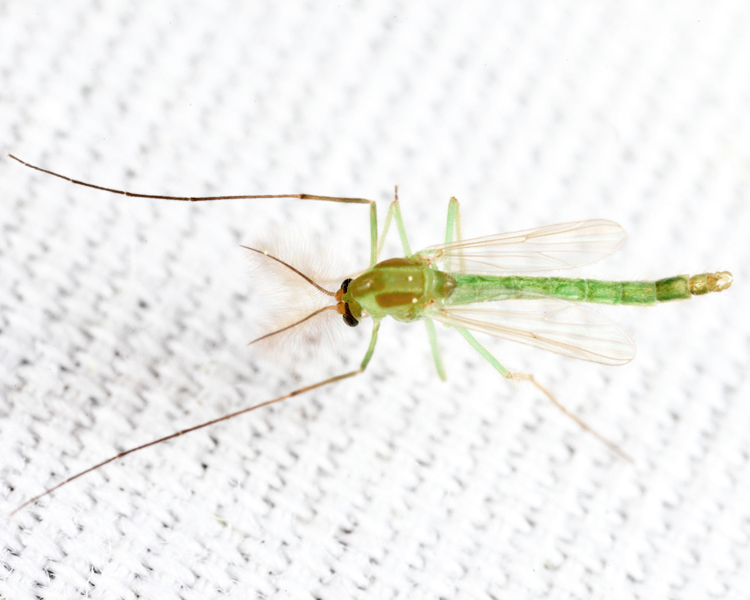 Kiefferulus sp.