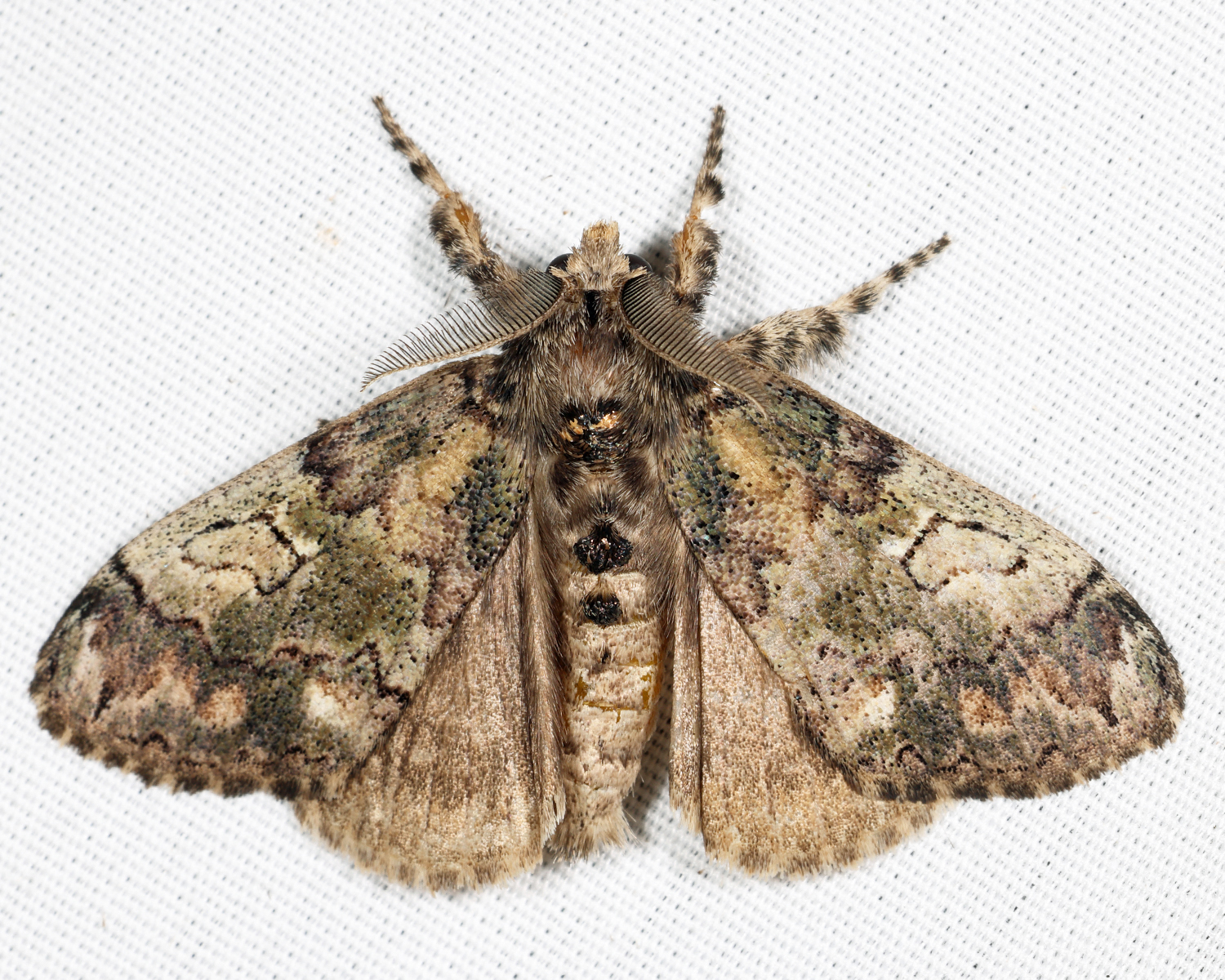 8296  Yellow-based Tussock Moth  Dasychira basiflava