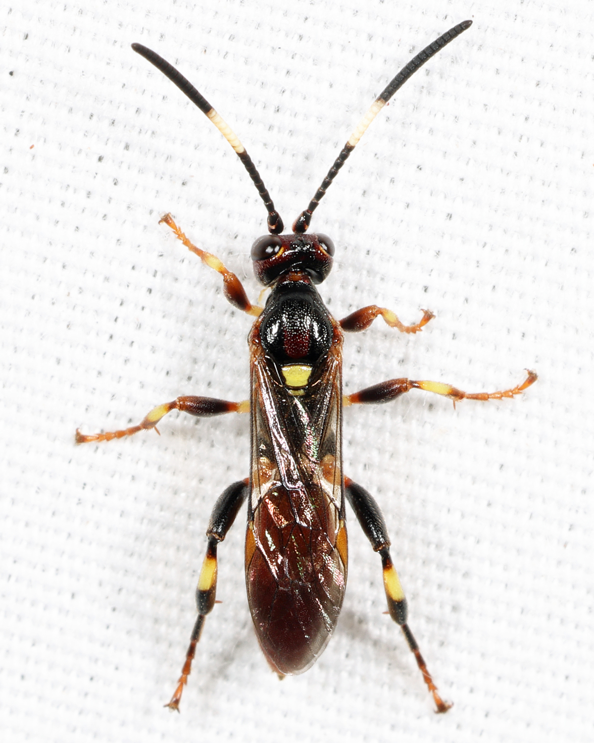 Cratichneumon vinnulus
