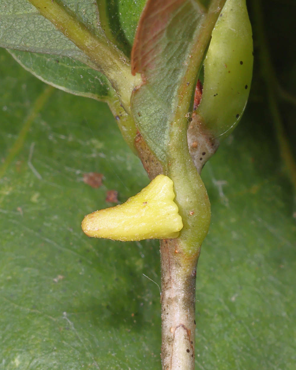 Zopheroteras cuneatum