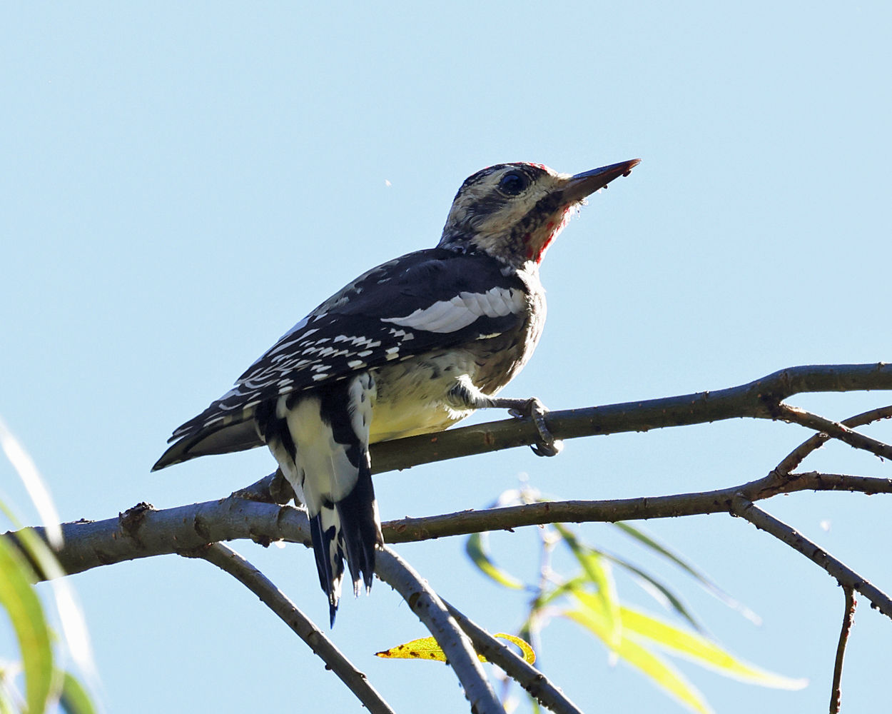 Yellow-bellied Sapsucker - Sphyrapicus varius