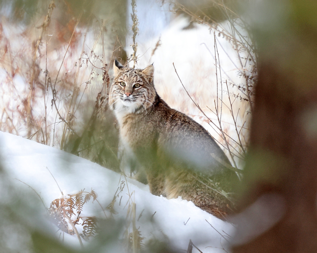 Bobcat - Lynx rufus
