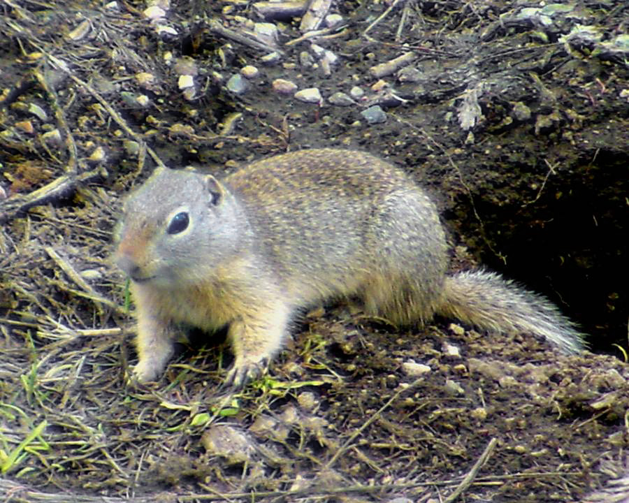 Wyoming Ground Squirrel - Spermophilus elegans