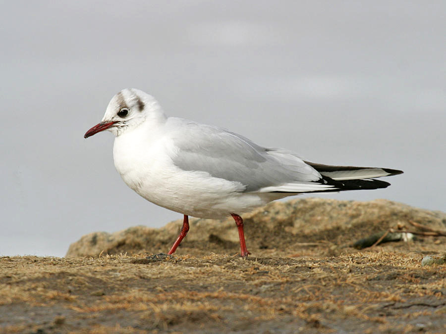 Black-headed Gull