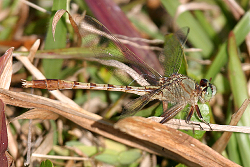Gray-green Clubtail - Arigomphus pallidus