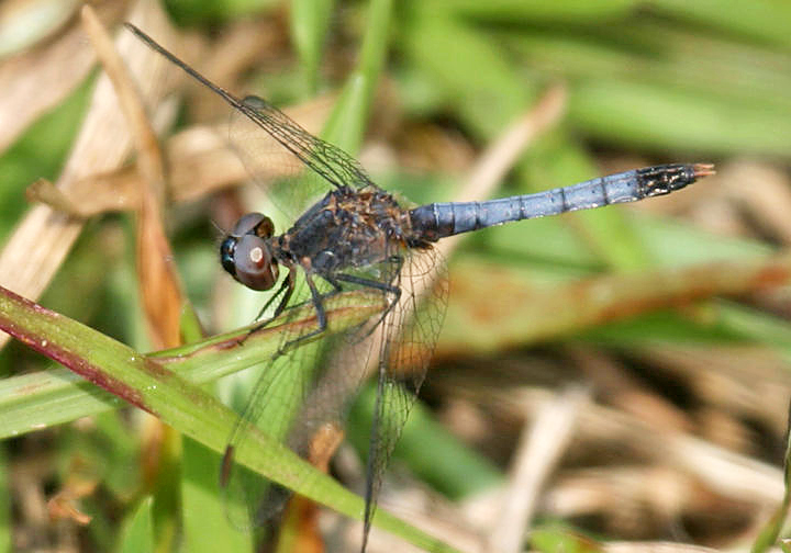 Little Blue Dragonlet - Erythrodiplax minuscula