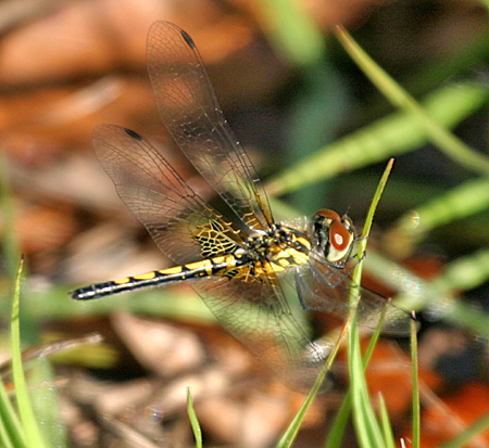 Ornate Pennant - Celithemis ornata