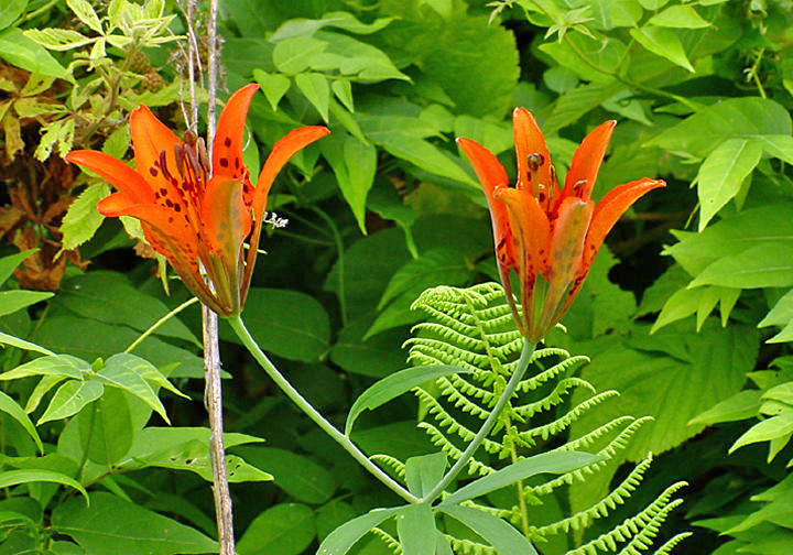 Wood Lily - Lilium philadelphicum
