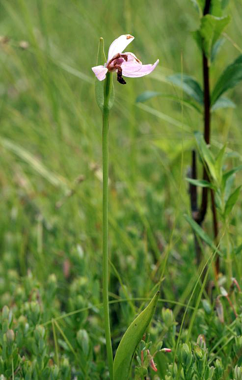 Rose Pogonia Orchid - Pogonia ophioglossoides