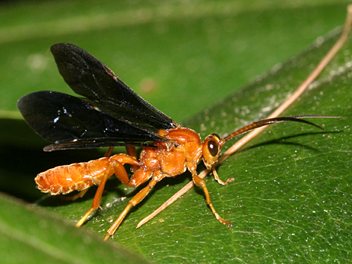 Saranaca elegans