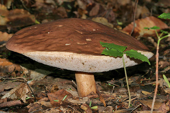 Tylopilus sp.