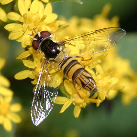 Allograpta obliqua (female)