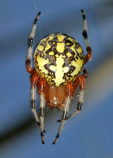 Marbled orb weaver - Araneus marmoreus