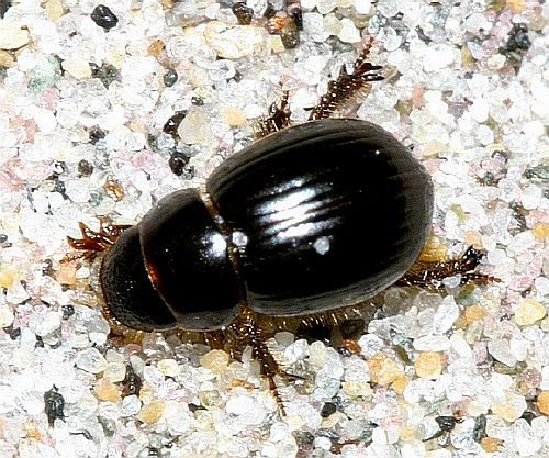 Aegialia arenaria